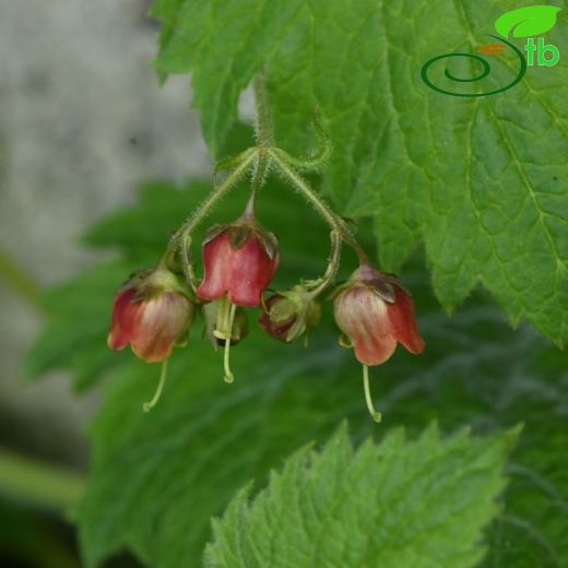 Scrophularia-Sıracaotu