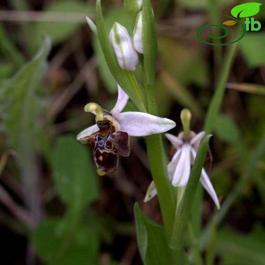 Ophrys dodecanensis