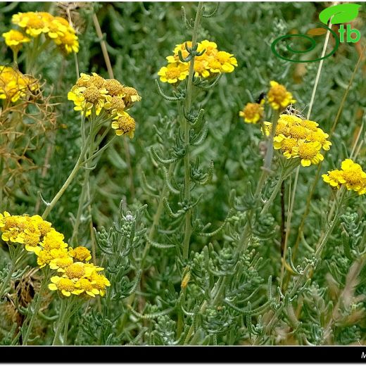 Asteraceae-Papatyagiller
