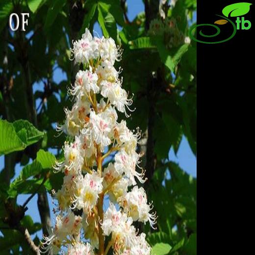 Aesculus-Atkestanesi