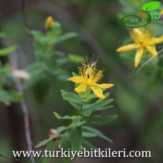 Hypericum hircinum