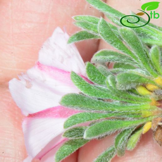 Convolvulus assyricus