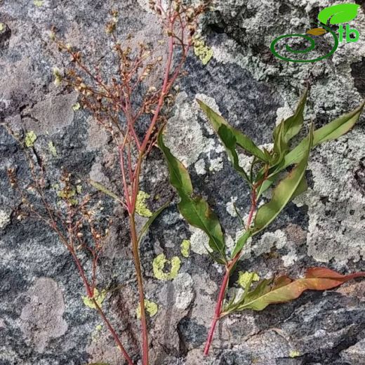 Polygonum alpinum