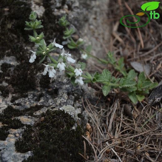 Stachys milasensis