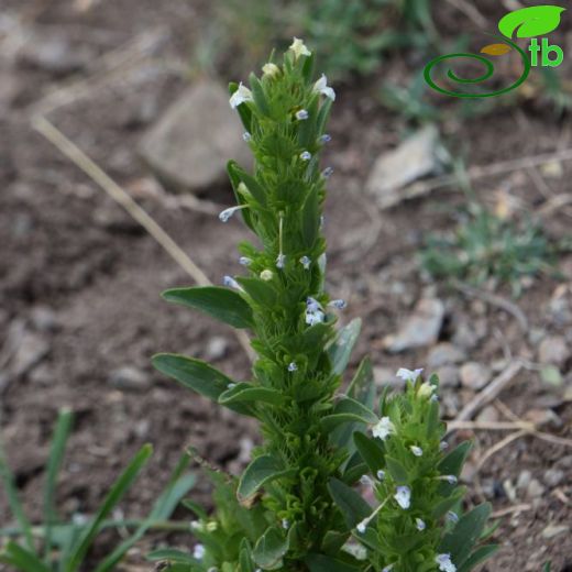 Lallemantia-Ajdarbaşı