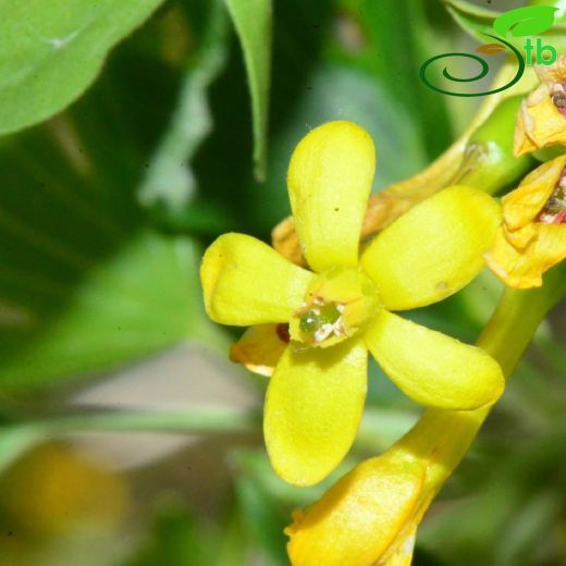 Grossulariaceae-Bektaşiüzümügiller