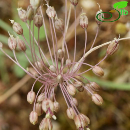 Allium stamineum