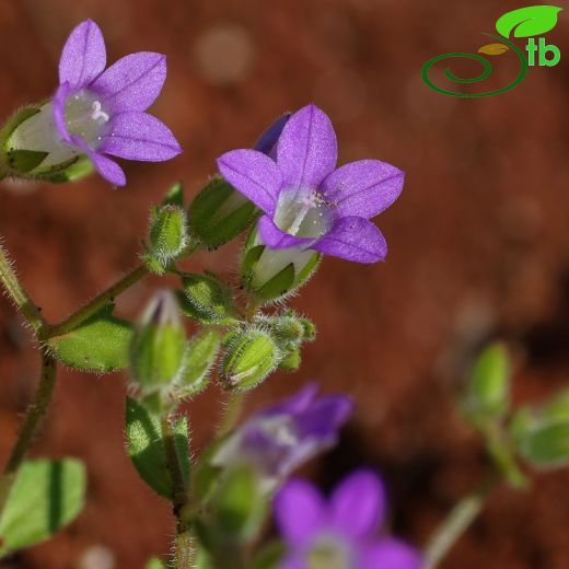 Campanula-Çançiçeği