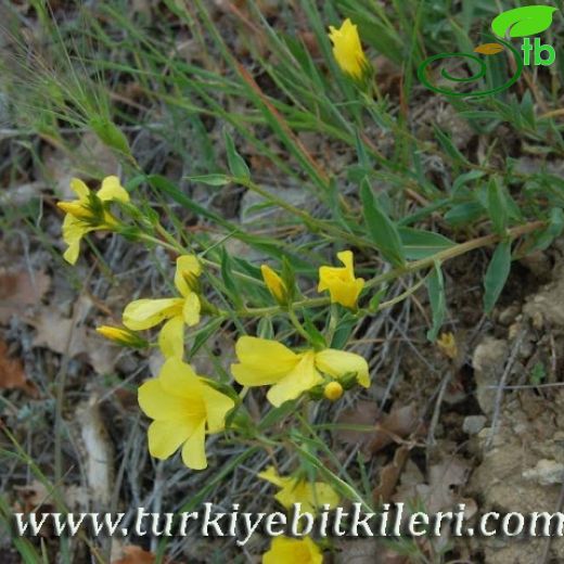 Linum flavum