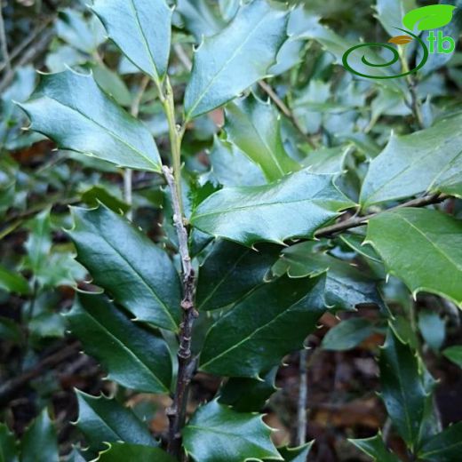 Aquifoliaceae-Işılgangiller