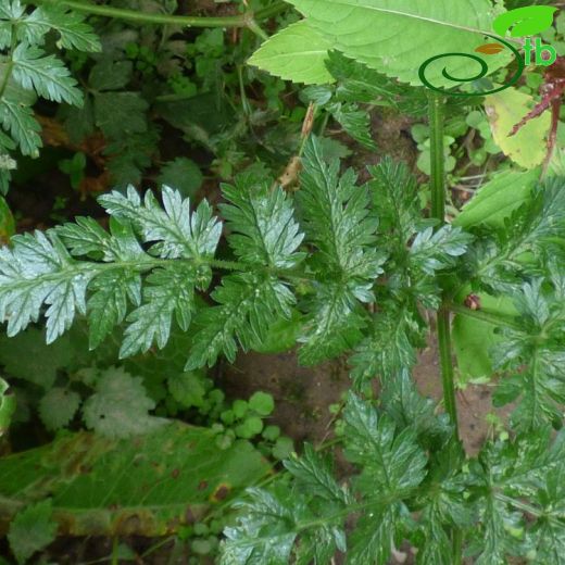 Anthriscus sylvestris