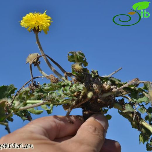 Taraxacum pseudobrachyglossum