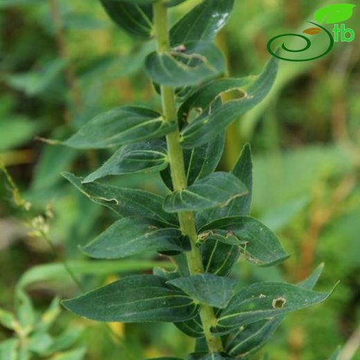 Linum hypericifolium