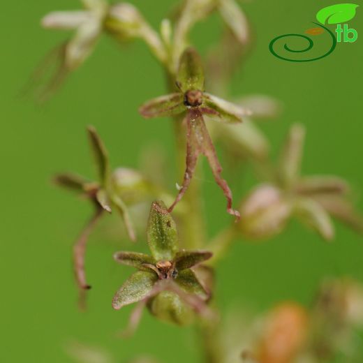 Orchidaceae-Salepgiller
