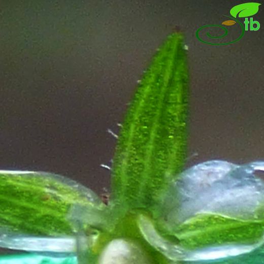 Sabulina mesogitana