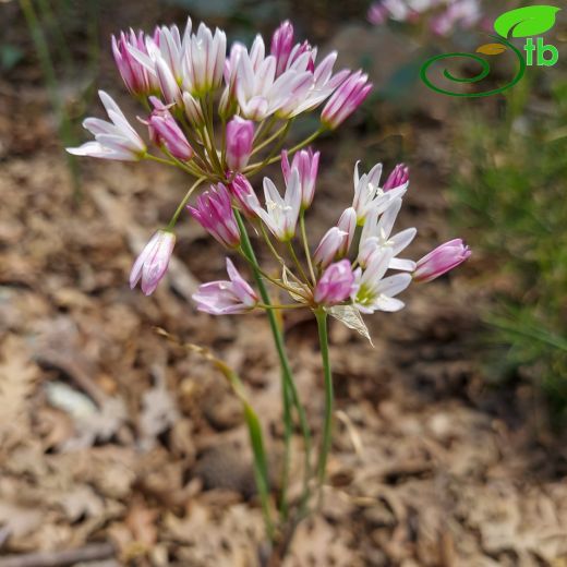 Allium cassium