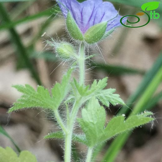 Geraniaceae-Turnagagasıgiller