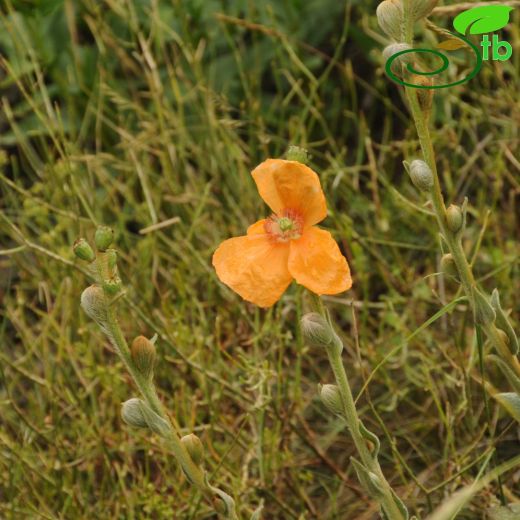 Papaver pilosum