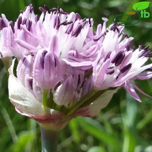 Allium cyrillii