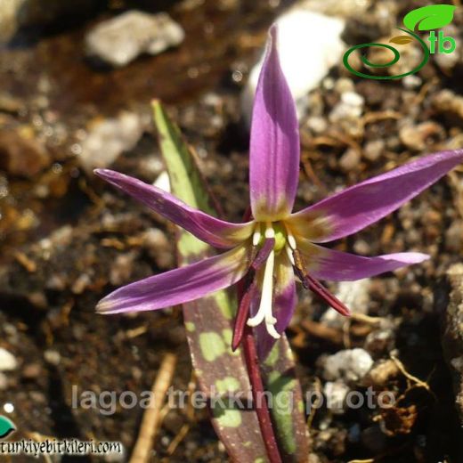 Erythronium-Alplalesi