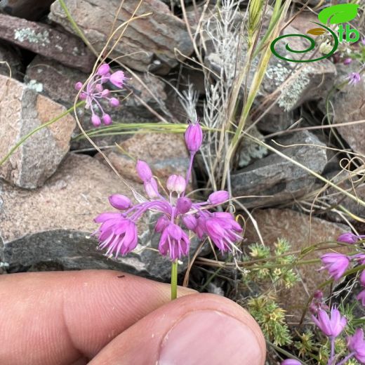 Allium huber-morathii