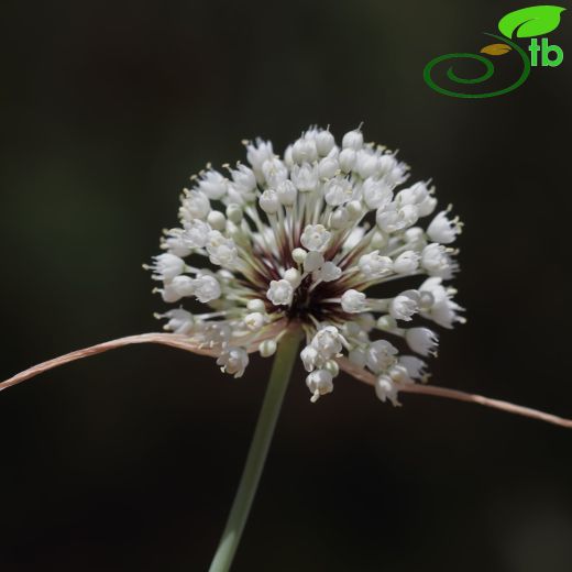 Allium myrianthum