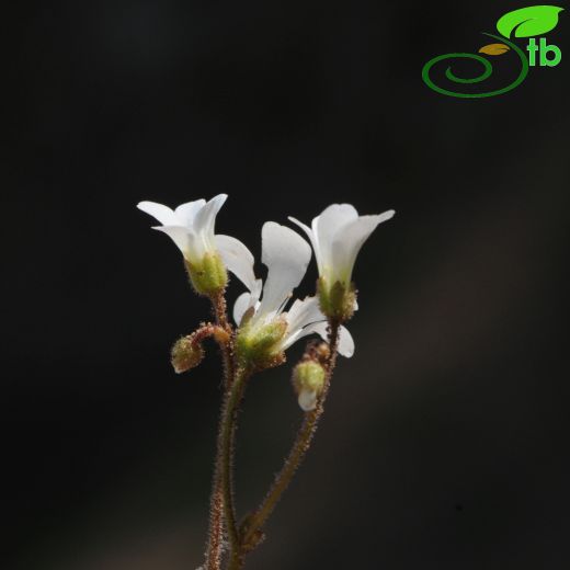 Saxifraga sibirica