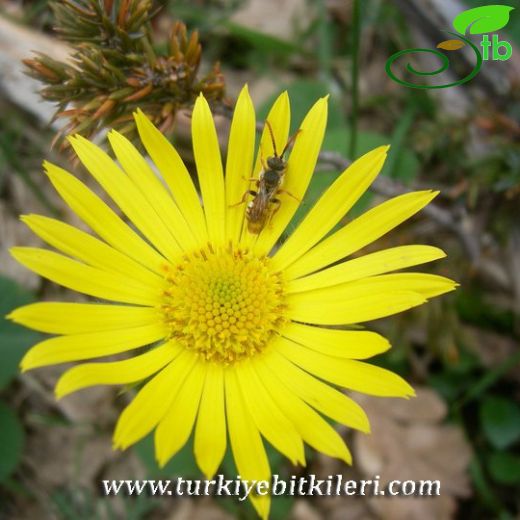 Doronicum orientale