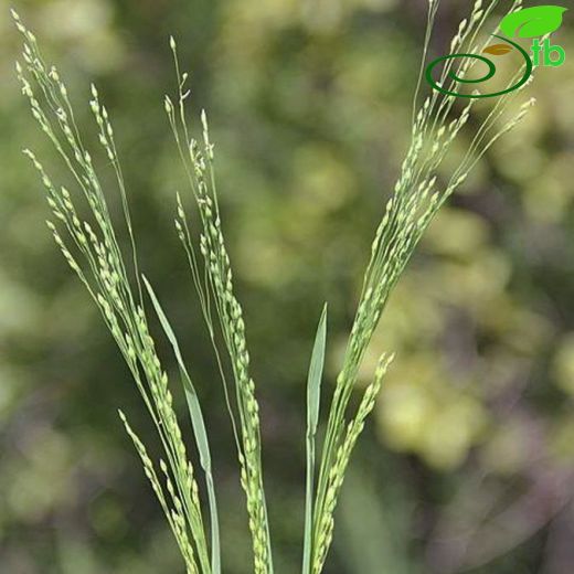 Milium pedicellare