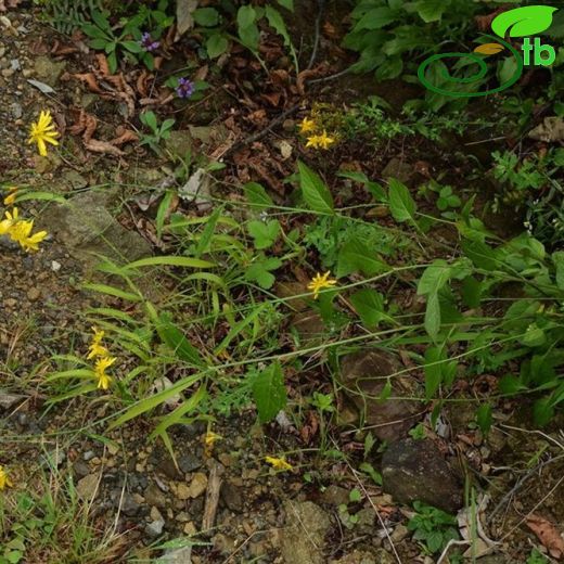 Lapsana grandiflora