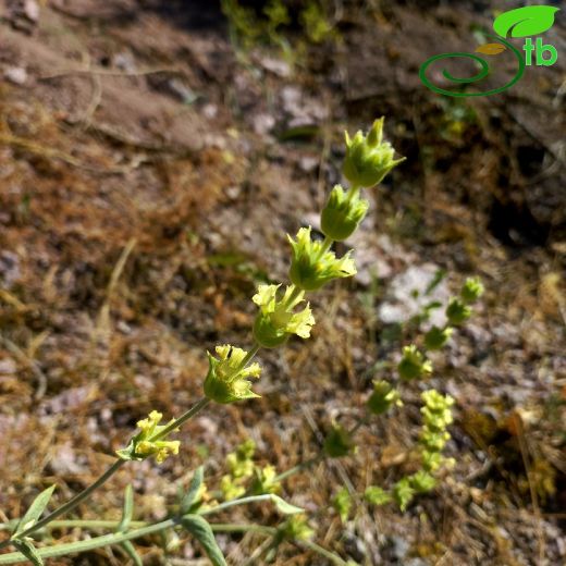 Sideritis galatica