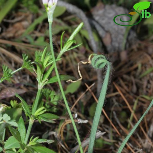 Allium circinatum