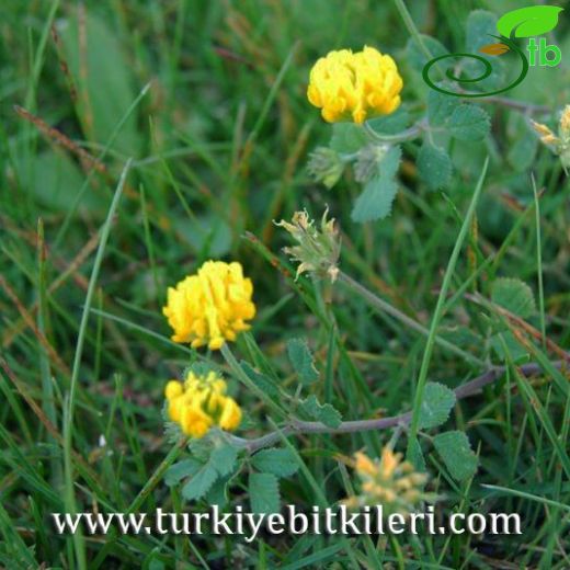 Medicago fischeriana