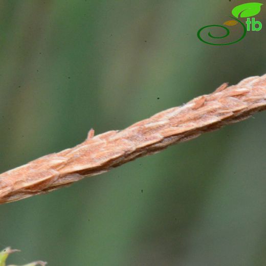 Cyperaceae-Hasırotugiller