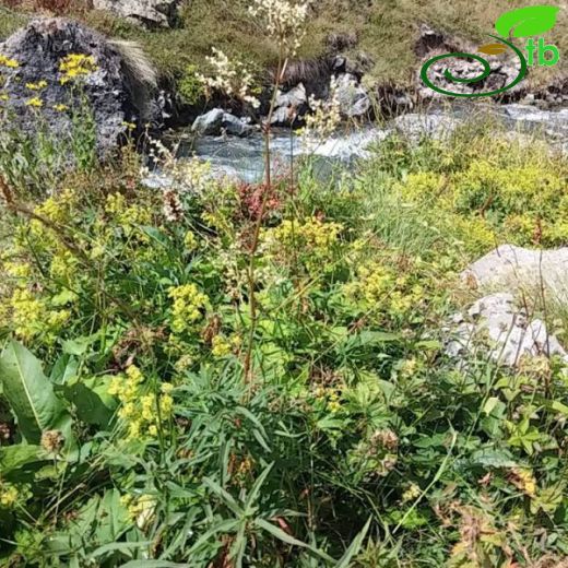 Polygonum alpinum