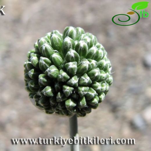 Allium robertianum