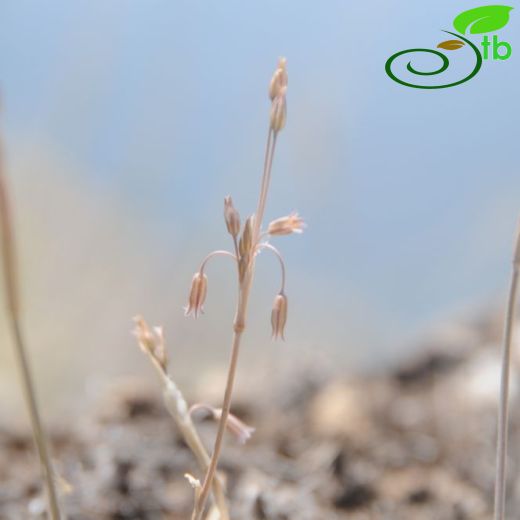 Allium moschatum