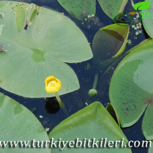 Nuphar-Sarınilüfer