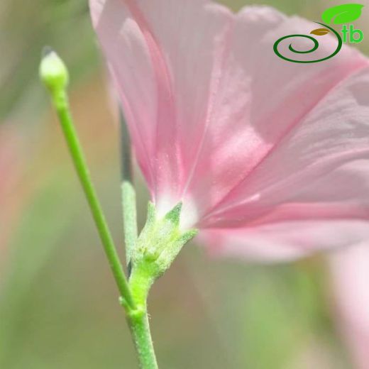 Convolvulaceae-Tarlasarmaşığıgiller