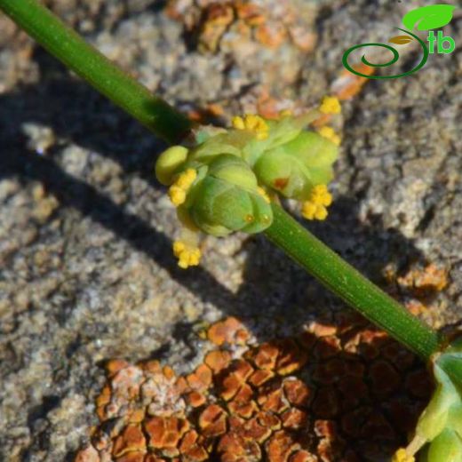 Ephedraceae-Denizüzümügiller