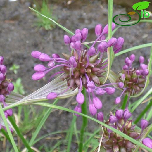 Allium carinatum