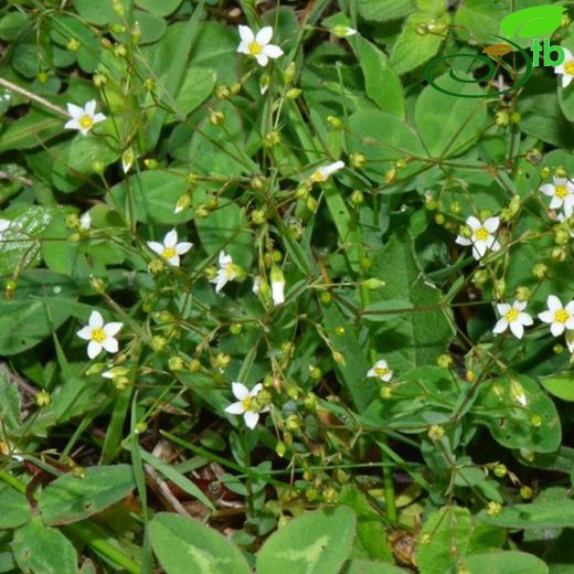 Linum catharticum