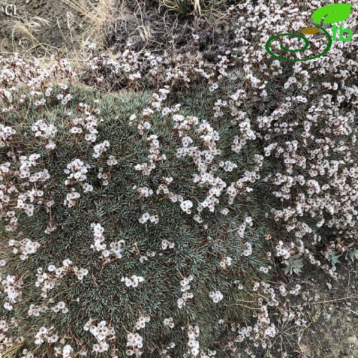 Acantholimon hohenackeri