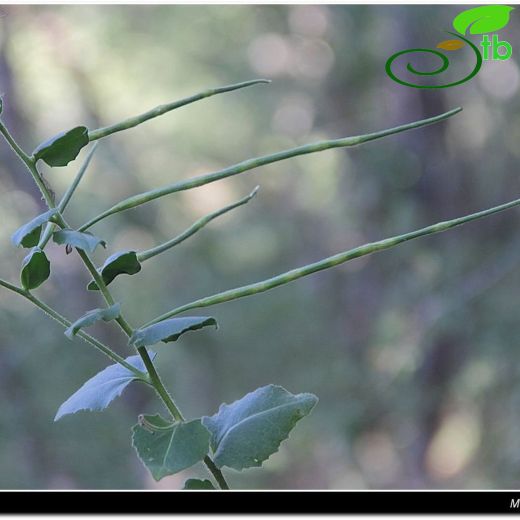 Hesperis novakii