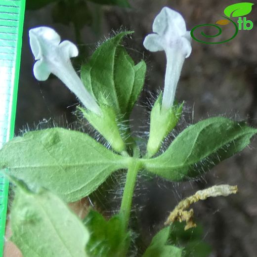 Stachys buttleri