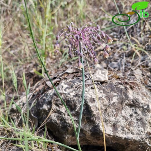 Allium sultanae-ferhanii