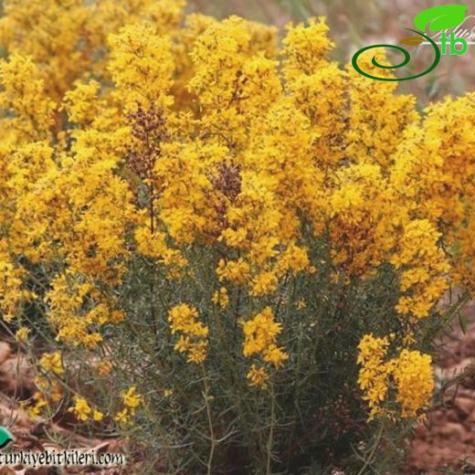 Hypericum retusum