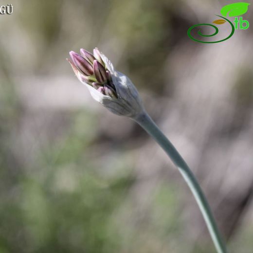 Allium bassitense