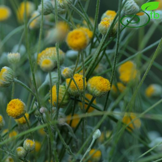 Anthemis xylopoda