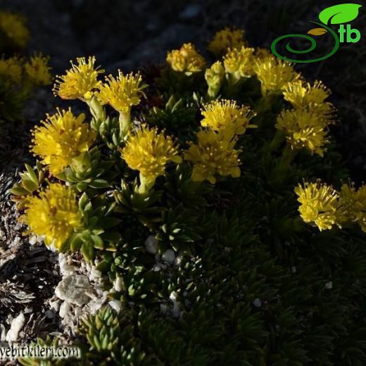 Saxifraga sancta